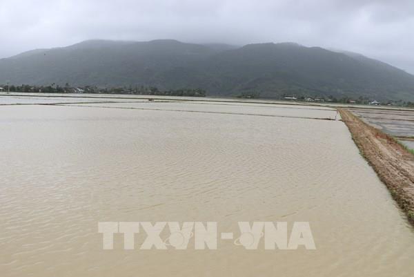 Ngập úng diện rộng, nguy cơ trễ lịch thời vụ Đông Xuân