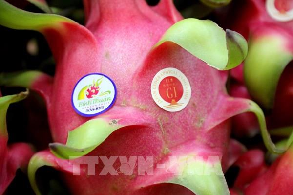 Chỉ dẫn địa lý Thanh long Bình Thuận được chính thức bảo hộ tại Nhật Bản
