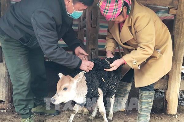 Cách bảo vệ đàn gia súc trước thời tiết giá lạnh