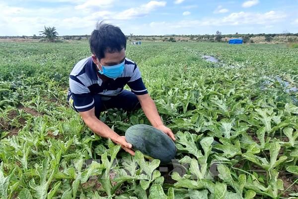 Vụ “dưa đắng” với nông dân Gia Lai