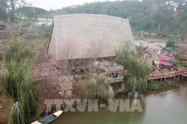 Hoa anh đào tại Măng Đen đồng loạt khoe sắc đúng ngày đầu năm mới