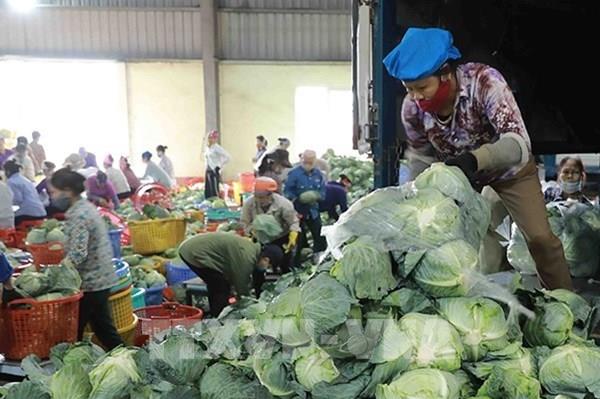 Cấp 20 mã số vùng trồng rau đủ tiêu chuẩn xuất khẩu