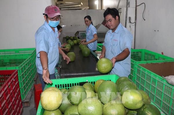 Nông sản Việt trước sức ép thích ứng yêu cầu thị trường