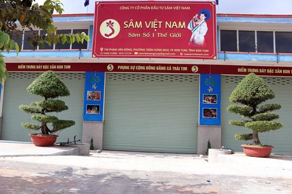 Kon Tum xác minh thông tin TTXVN phản ánh về Công ty sâm Việt Nam trồng sâm Ngọc Linh trên... giấy, miệng