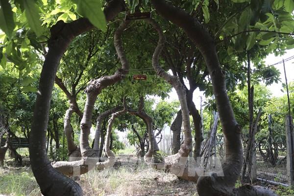 Vườn cây “Vô ưu” độc đáo ở Ninh Thuận