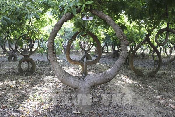 Khám phá vườn cây “Vô ưu” độc đáo ở Ninh Thuận