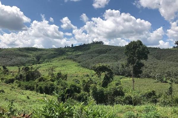 Một doanh nghiệp tự ý chuyển hơn 10ha đất rừng sang đất nông nghiệp