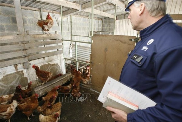 OIE: Nguy cơ lớn lây lan cúm gia cầm sang người 