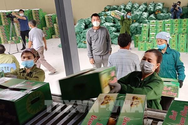 Phú Thọ xuất khẩu 40 tấn bưởi Đoan Hùng đầu tiên đi thị trường Nga