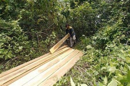 Indonesia thu hồi hàng nghìn giấy phép kinh doanh khai thác lâm nghiệp