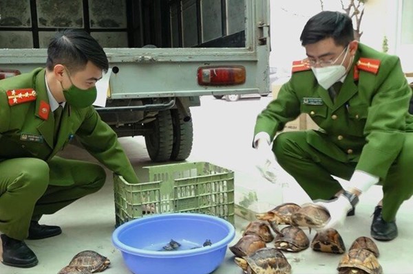 Phát hiện khoảng 100 cá thể rùa quý hiếm giấu trong cốp xe ô tô