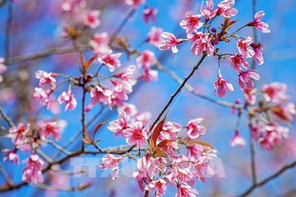 Ngắm hoa Tớ Dày bung nở trên núi rừng Tây Bắc