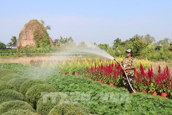 Hoa, cây cảnh phục vụ Tết hút hàng