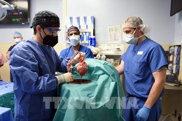 Mỹ thực hiện thành công ca ghép tim lợn cho người đầu tiên trên thế giới