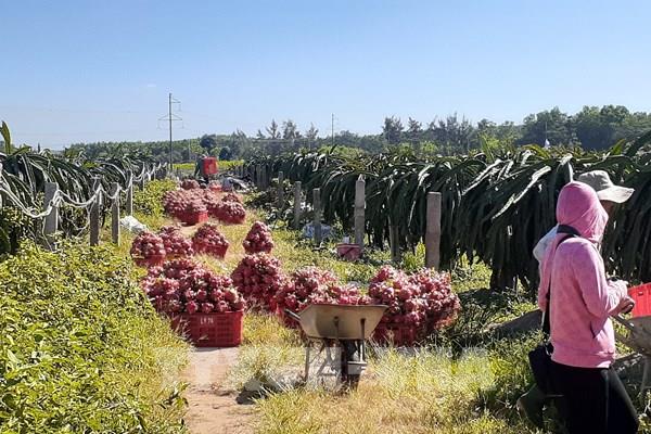 Bắt nhịp xu hướng xanh trong nông nghiệp