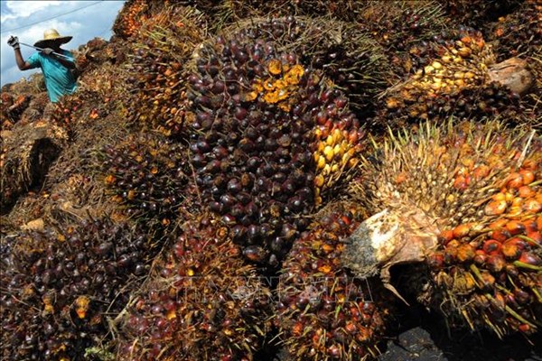Dự trữ dầu cọ của Malaysia giảm