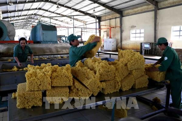 Triển vọng nào cho ngành cao su năm 2022?