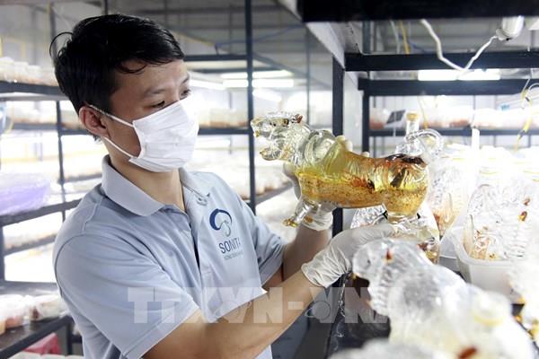 Bình rượu biểu tượng con hổ hút khách