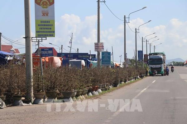 Mai vàng An Nhơn nở rộ nhưng vắng bóng người mua