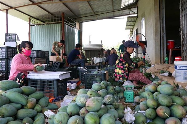 Đồng Tháp hướng đến xuất khẩu nông sản chính ngạch