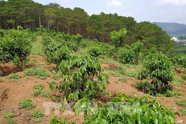 Thực hư thông tin về việc hổ xuất hiện tại rẫy cà phê tại huyện Bảo Lâm (Lâm Đồng)