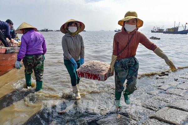 Cảng cá Ngư Lộc nhộn nhịp kẻ bán, người mua ngày giáp Tết