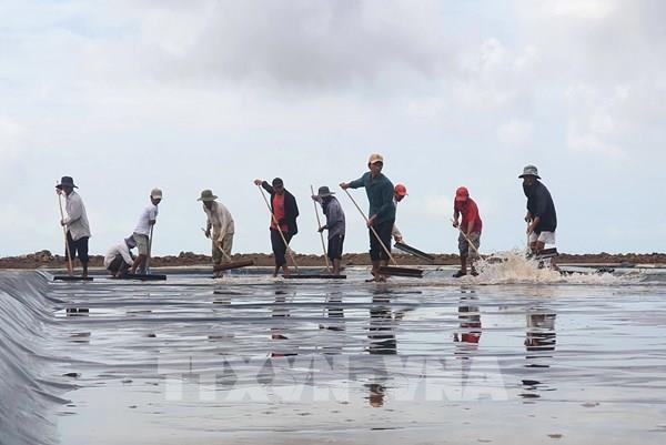 Diêm dân Bến Tre mất mùa muối do thời tiết bất lợi