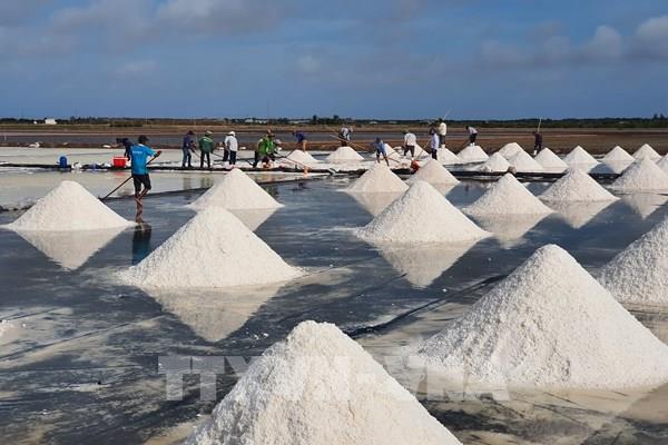 Nghề muối tại Bạc Liêu: Năm mới với nỗi lo cũ