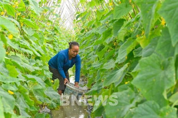 Rau màu vụ Xuân được mùa, được giá