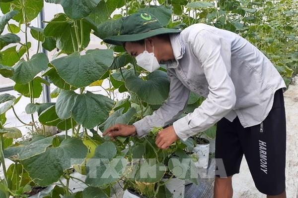 Ninh Thuận chi 9,4 tỷ đồng hỗ trợ thu hút đầu tư vào nông nghiệp công nghệ cao