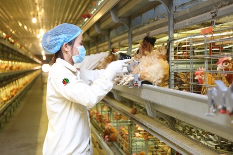 Dabaco chốt quyền lấy ý kiến cổ đông phương án thưởng cổ phiếu tỷ lệ 1:1