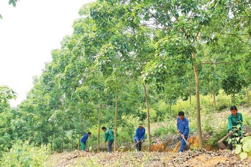 Ngành cao su trước cơn "bão giá" nhiên liệu