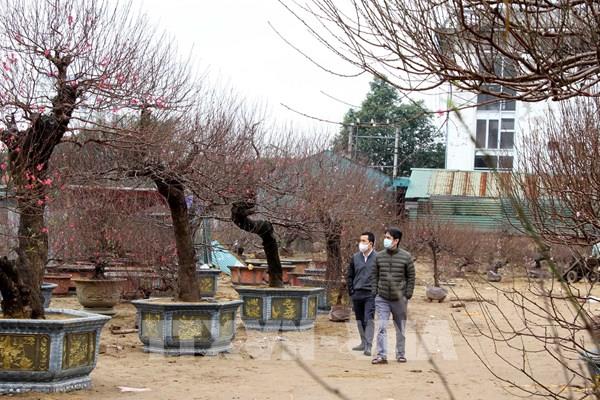 Nhà vườn e dè nhập hoa bán Tết