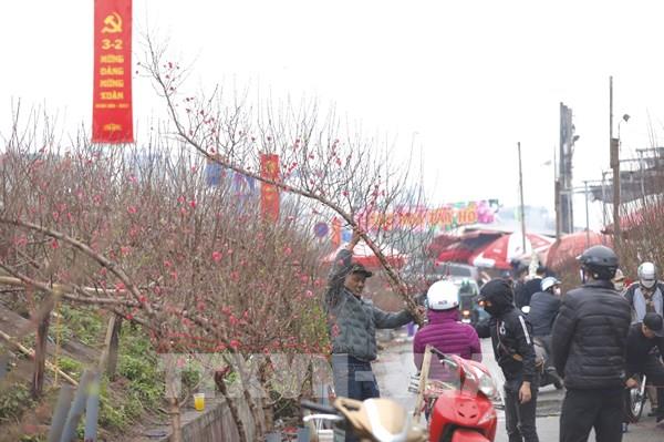 Không khí Tết tràn ngập trên làng đào Nhật Tân