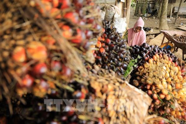 Indonesia siết chặt xuất khẩu dầu cọ