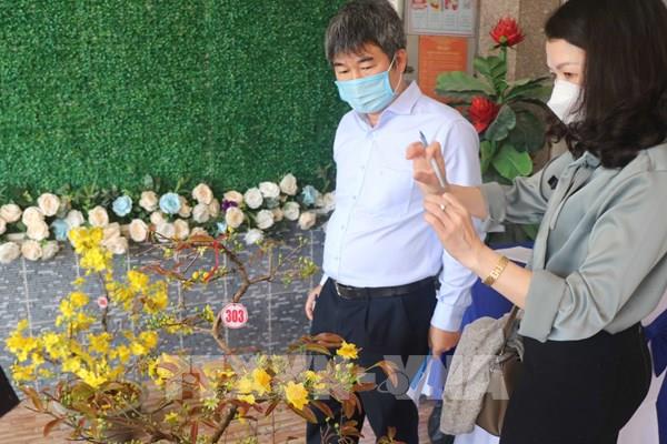 Chỉ dẫn địa lý mai vàng Bình Định