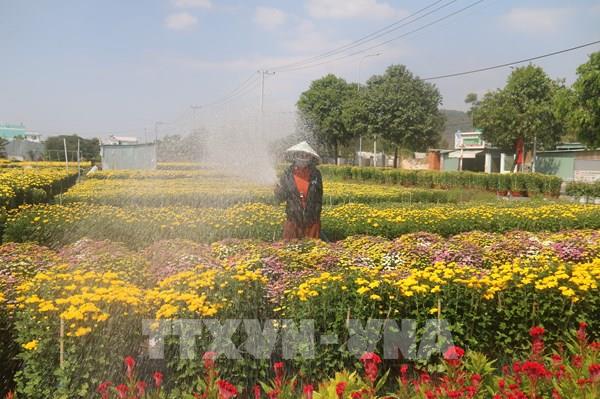 Giá hoa Tết tại Bà Rịa - Vùng Tàu tăng nhẹ