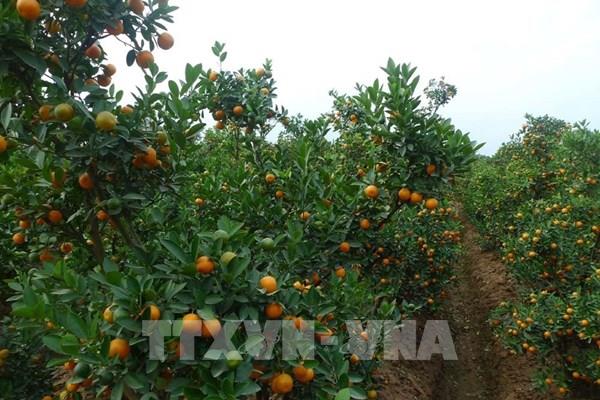 Kỹ thuật giữ quất tươi lâu, không bị héo lá, rụng quả trong Tết