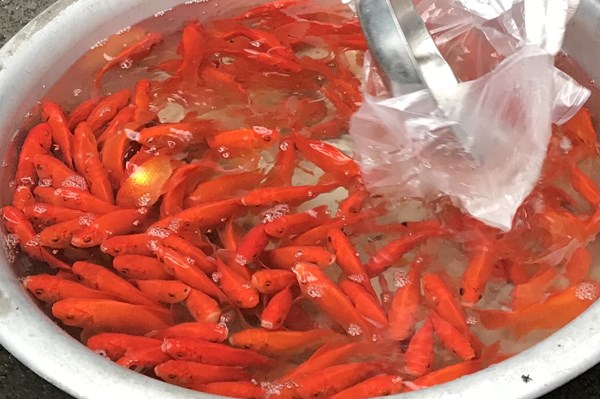 Tục cúng ông Công ông Táo ở ba miền Bắc-Trung-Nam 