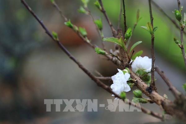 Nhộn nhịp Chợ hoa Xuân