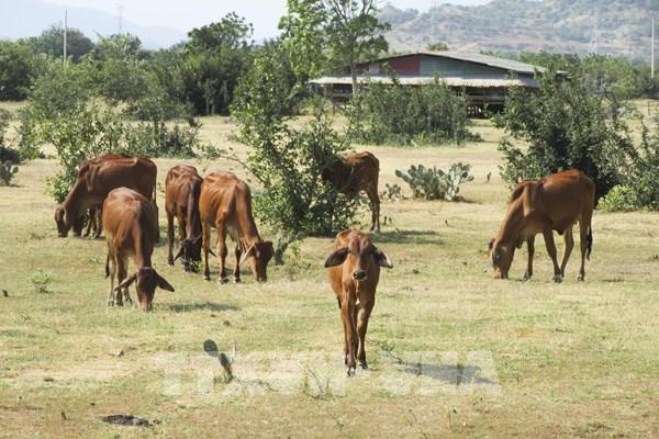 VCCI đề nghị làm rõ nhiều nội dung về kiểm dịch động vật 