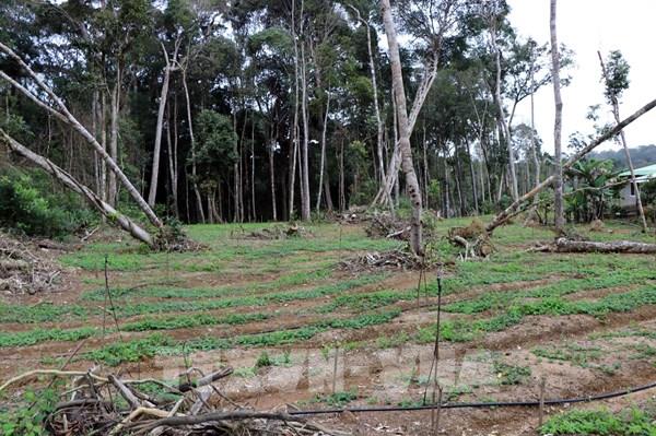 “Bánh vẽ” sâm Ngọc Linh: Bài 1 - Biến đất rừng tự nhiên thành đất trống