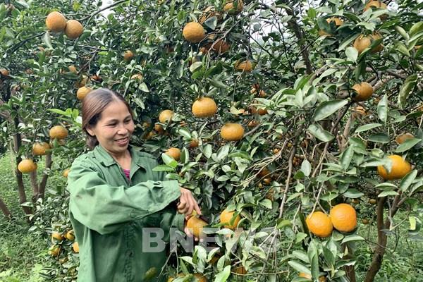 Nguồn vốn tín dụng chắp cánh cho sản phẩm OCOP vươn xa