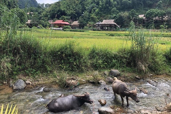 Khai mạc "Festival Nông sản, sản phẩm OCOP gắn kết du lịch Hà Nội năm 2022"