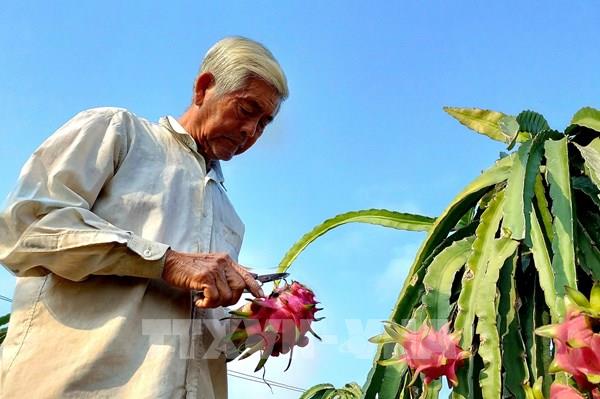 Giá thanh long cận Tết sụt giảm