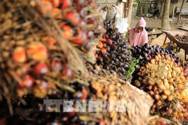Giá dầu cọ tại Indonesia tiếp tục giảm do hạn chế đầu ra