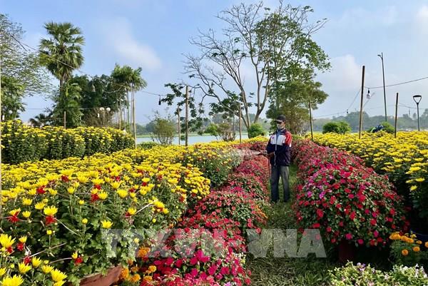 Chợ hoa Tết xứ Huế kém nhiệt