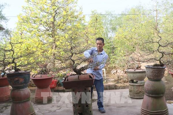 Làng nghề mai vàng Phước Định rộn rã đón Xuân