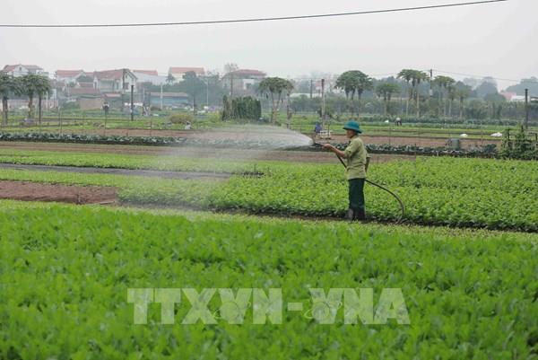 Giá rau xanh tăng mạnh do thời tiết khắc nghiệt