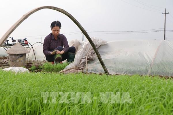 Nông dân Việt Nam trên hành trình công nghệ số